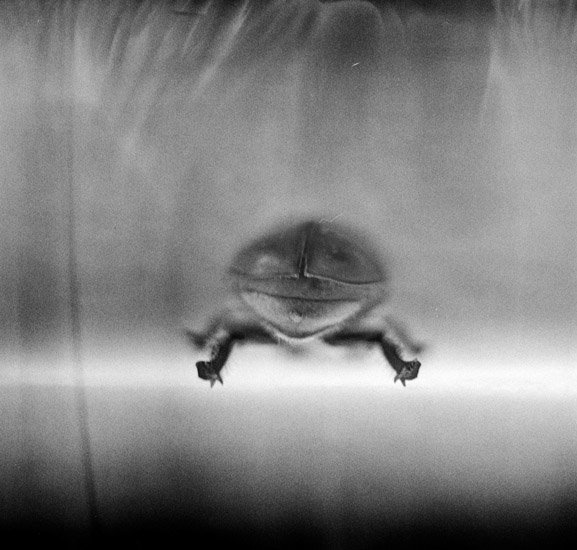 Analog photography
