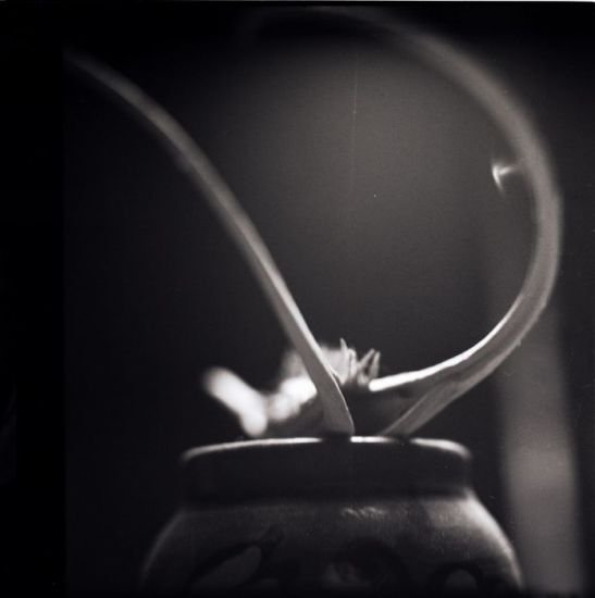 Analog photography