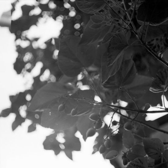 Analog photography