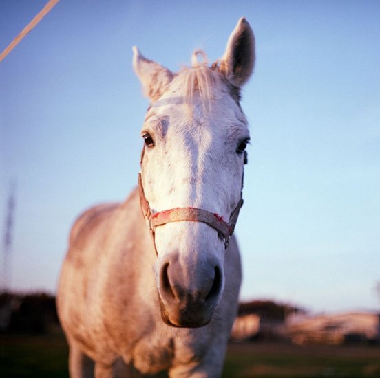Analog photography
