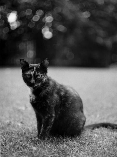 Analog photography