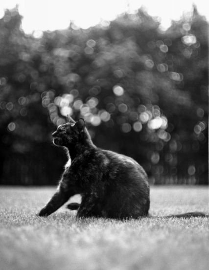 Analog photography