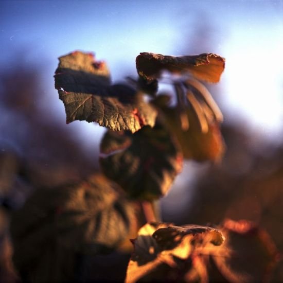 Analog photography