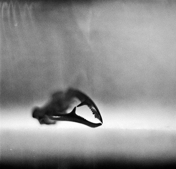Analog photography